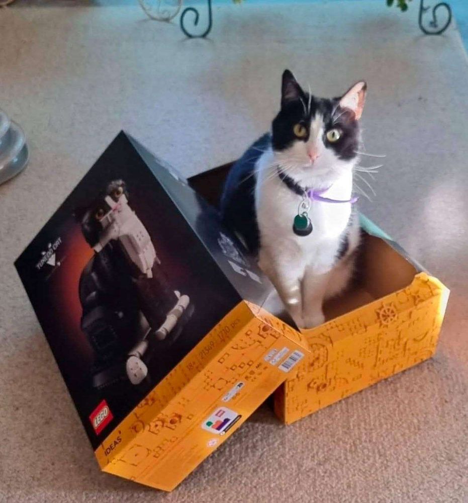 Caixa de um gato preto e branco de lego aberta no chão e dentro da caixa um gato preto e branco de verdade sentado e olhando pra foto