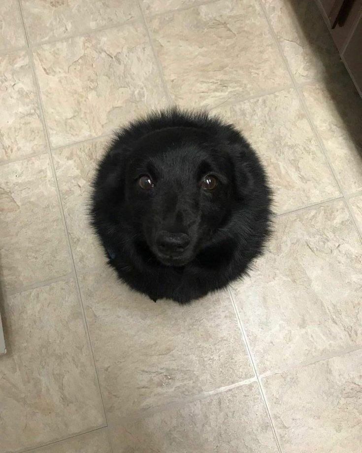 Foto de cima pra baixo de um cachorro preto sentadinho olhando pra cima pra foto com cara de pidão e pela posição ficou parecendo um círculo preto