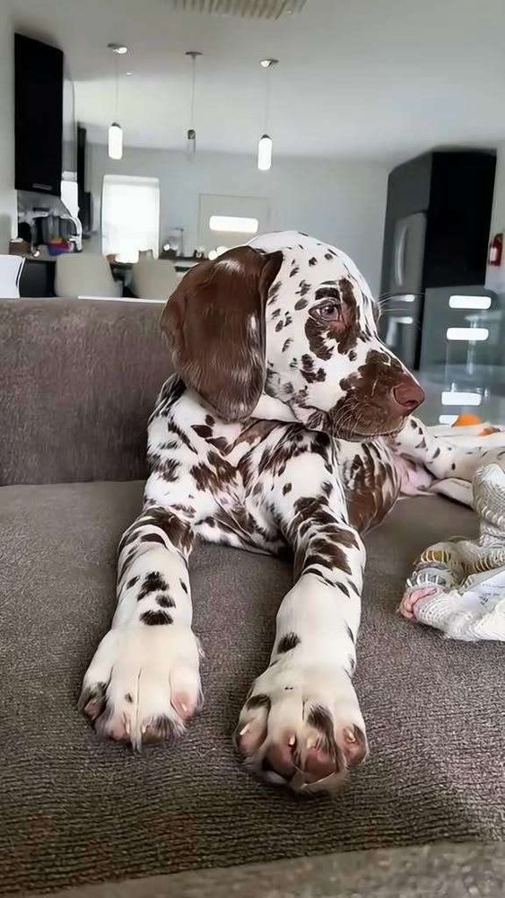 Cachorrinho da raça dálmata branco com manchinhas marrons parecendo um sorvete de flocos deitado de frente pra foto num sofá na sala e olhando de lado todo posudo