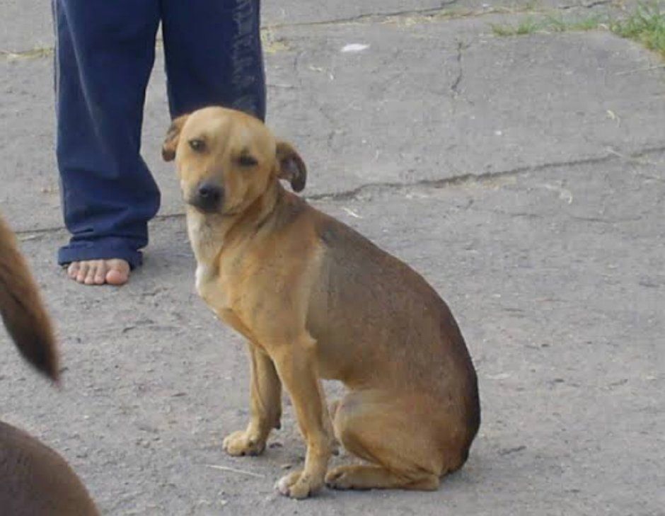 Cachorro viralata caramelo sentado na calçada olhando pra foto atrás deles pernas de um ser humano de calça azul e descalço.