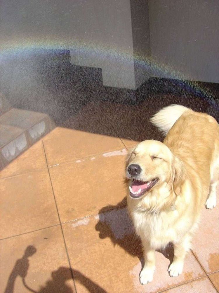 Cachorro da raça golden retriever de olhinhos fechados sorridente na calçada tomando sol enquanto uma pessoa joga um pouco de água pra cima pra matar o calor e essas gotículas de água com a luz do sol formam um arco-íris