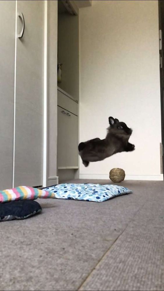 Foto do exato momento que um coelho pretinho pulou e ficou parecendo estar voando de lado pra foto no meio do quarto