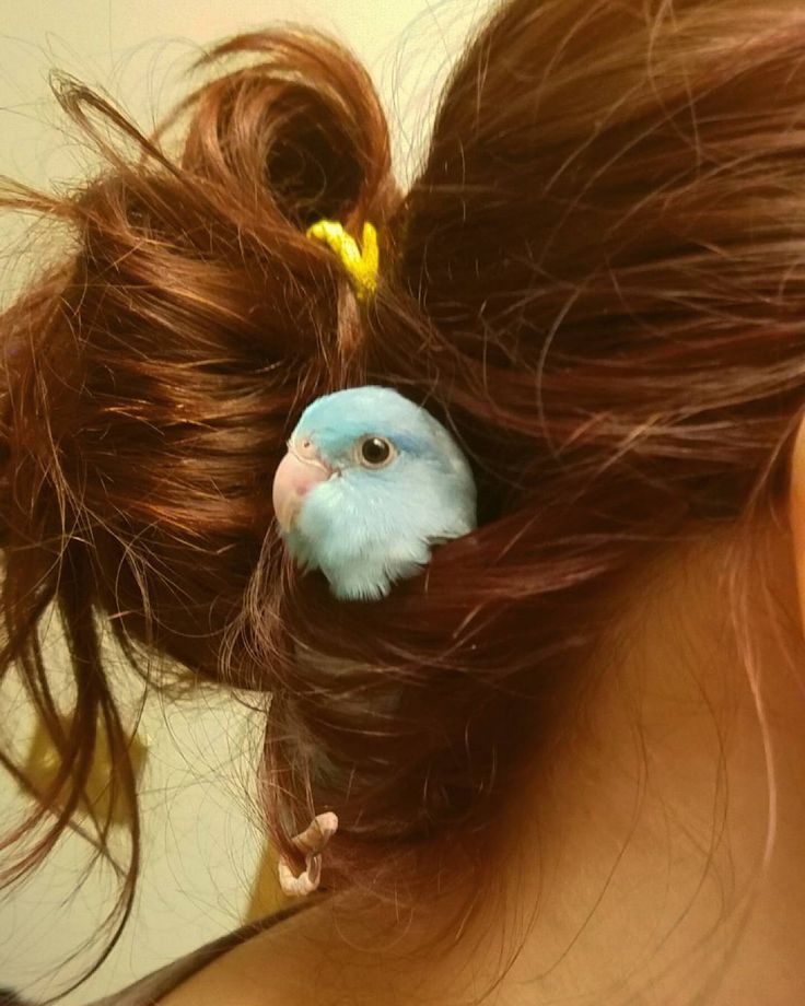 Periquito azul claro dentro do coque do cabelo de uma mulher apenas com a cabecinha de fora olhando de lado pra foto