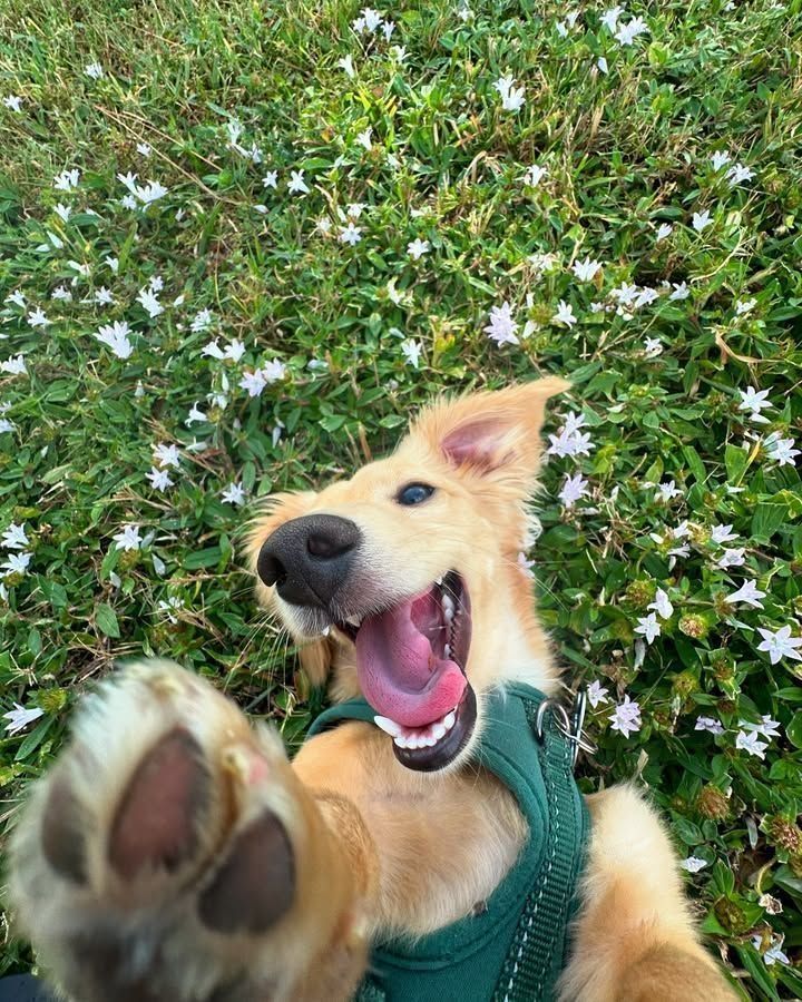 Cachorro caramelo peludinho usando um peitoral verde deitado de barriga pra cima num gramado verde cheio de florzinhas brancas e olhando todo sorridente pra foto com uma patinha da frente esticada pra cima tocando na parte debaixo da foto parecendo que tá tirando uma selfie. 