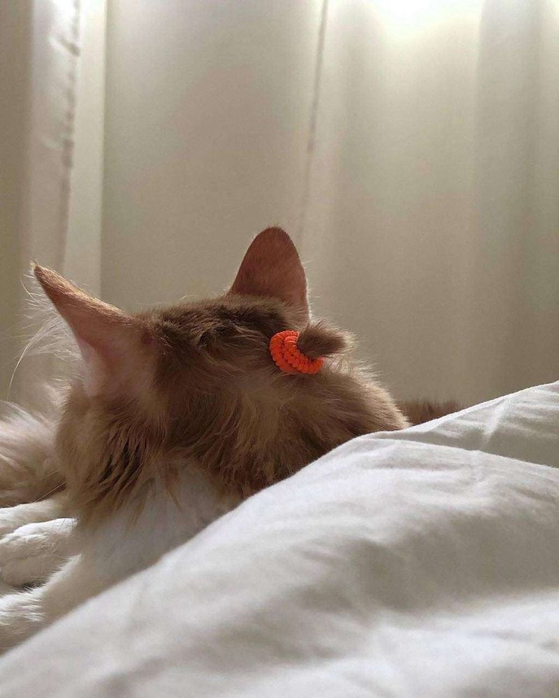 Nuca de um gato laranja deitado de costas pra foto com um rabinho de cavalo feito no pelo da nuca dele com uma xuxinha laranja