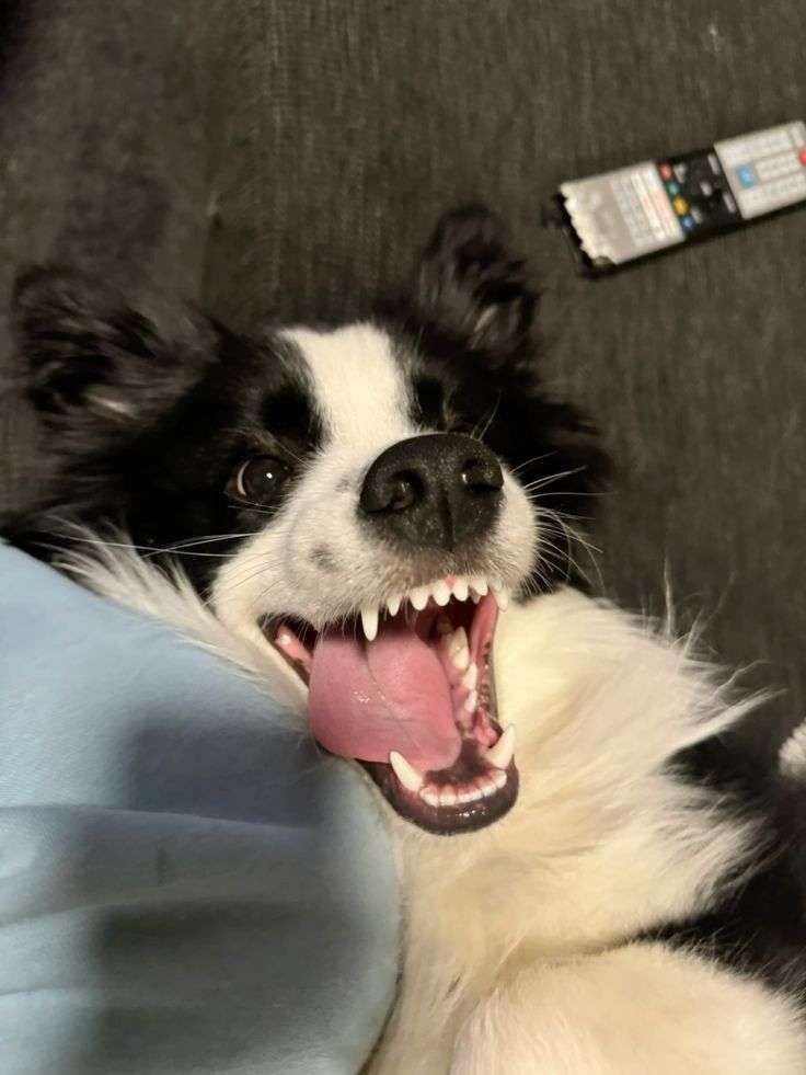 Rostinho de um cachorro da raça border collie deitado de barriga pra cima olhando meio de lado com o bocão aberto e a linguona pra fora da boca