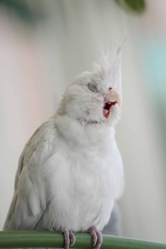 Calopsita branquinha pousada num puleiro de frente pra foto de olhos fechados e a boquinha aberta como se tivesse cantando