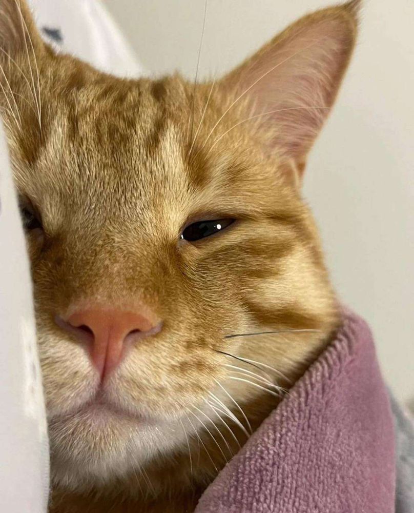Rostinho de um gatinho laranja sonolento deitado de ladinho com o olhinho entreaberto quase dormindo cobertinho até o pescoço por um cobertorzinho rosa