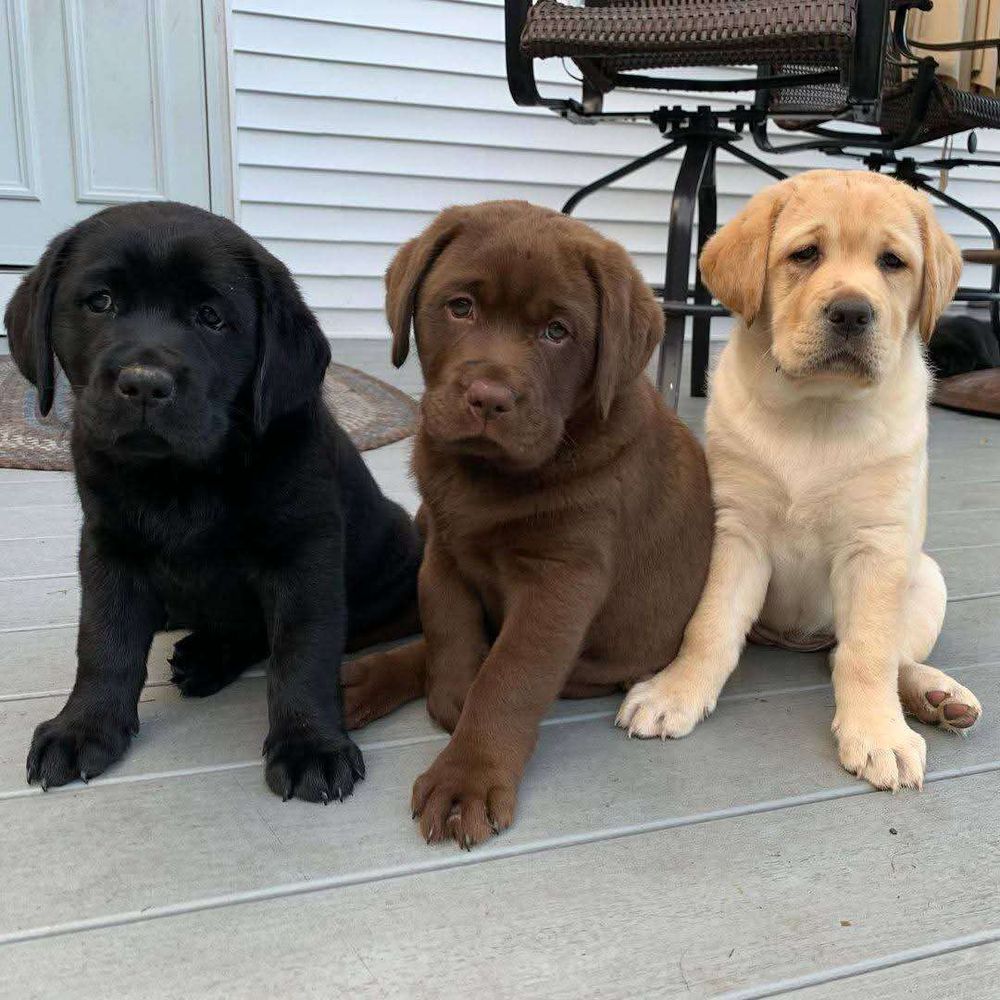 Três filhotes de cachorro da raça labrador sentados lado a lado, um preto, um chocolate e um caramelo.