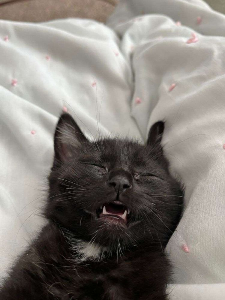Rostinho de um gatinho preto dormindo profundocom a boquinha aberta mostrando os dentinhos de barriga pra cima sobre um edredom fofinho na cama