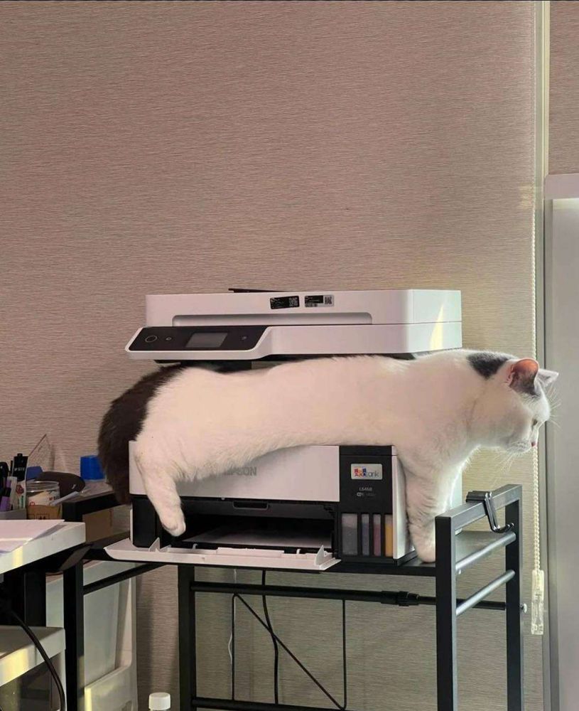 Gato branco e preto gordo deitado tranquilo no meio de uma impressora multifuncional grande sobre uma mesa