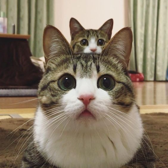 Rostinho de um gato cinza rajado e branco de olhos verdes de frente e bem de pertinho pra foto e ao fundo sobre a cabeça desse gatinho a cabeça de outro gatinho idêntico olhando pra frente