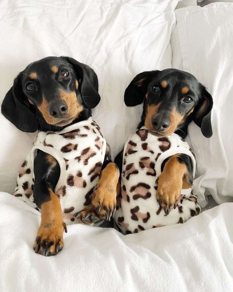 Foto de cima de dois cachorros salsichas preto e marrom usando uma roupinha com estampa de oncinha deitados na cama de barriga pra cima com a cabeça apoiada num travesseiro fofinho branquinho e cobertinhos até a barriga por um edredom fofinho branquinho