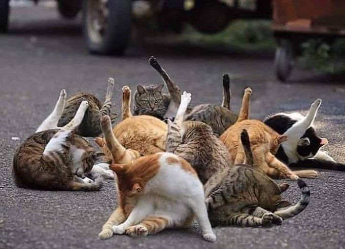 Um monte de gato sentados na rua aglomeradinhos todos com uma pata de trás pra cima lambendo as próprias partes