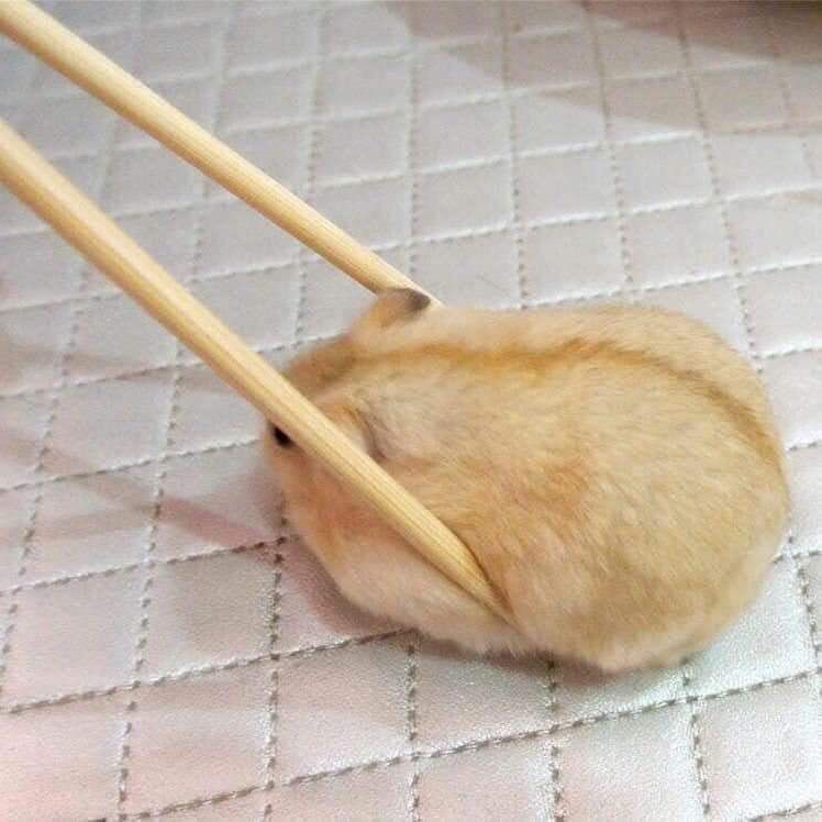 Um par de hashi pegando um hamster gordinho marrom clarinho deitado sobre a cama