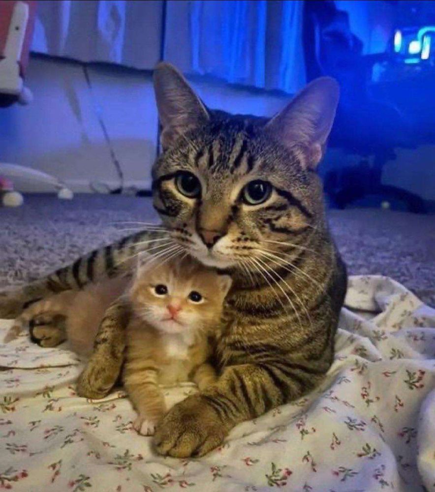 Gatinho cinza rajado deitado de frente pra foto abraçando um filhotinho de gato laranja, os dois estão olhando pra foto.