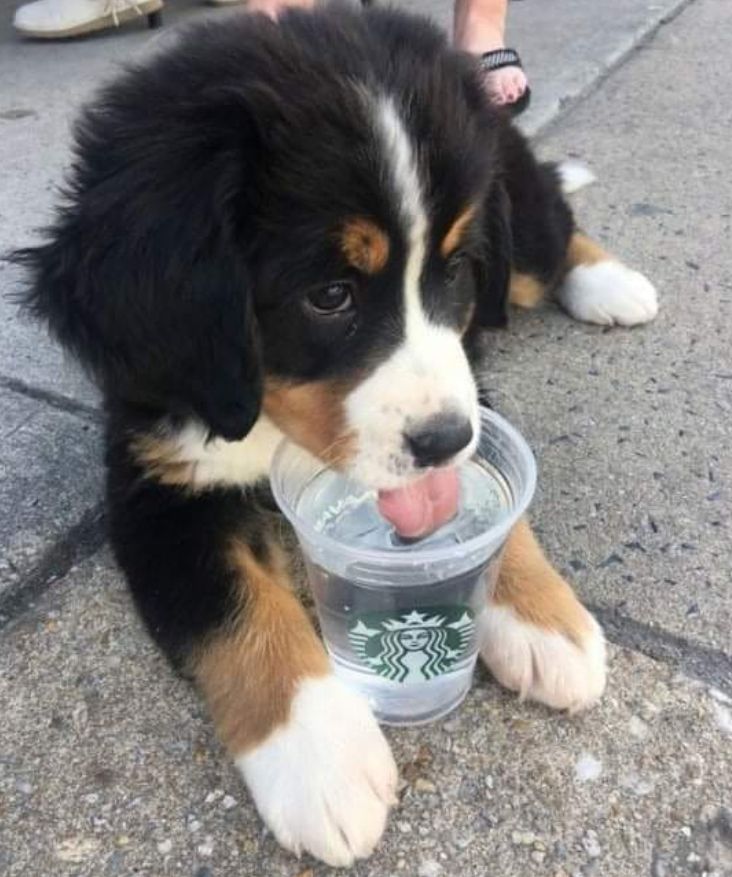 Filhotão de cachorro da raça bernese preto marrom e branco deitado no chão tomando água de um copo do starbucks entre as patinhas da frente