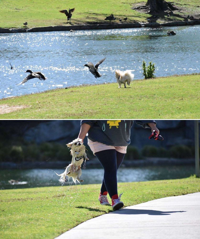 Imagem composta por 2 fotos. 1 Cachorrinho branco peludinho correndo na grama do parque atrás de uns patos voando em direação ao lago. 2 Pessoa segurando pela coleira peitoral e carregando o cachorro agora todo molhado e com cara de que não se arrepende de nada.
