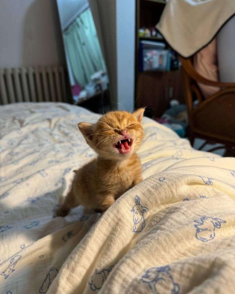 Gatinho laranja filhote paradinho sobre os lençóis na cama de olhos fechados e a boquinha bem aberta mostrando as presinhas miando com força