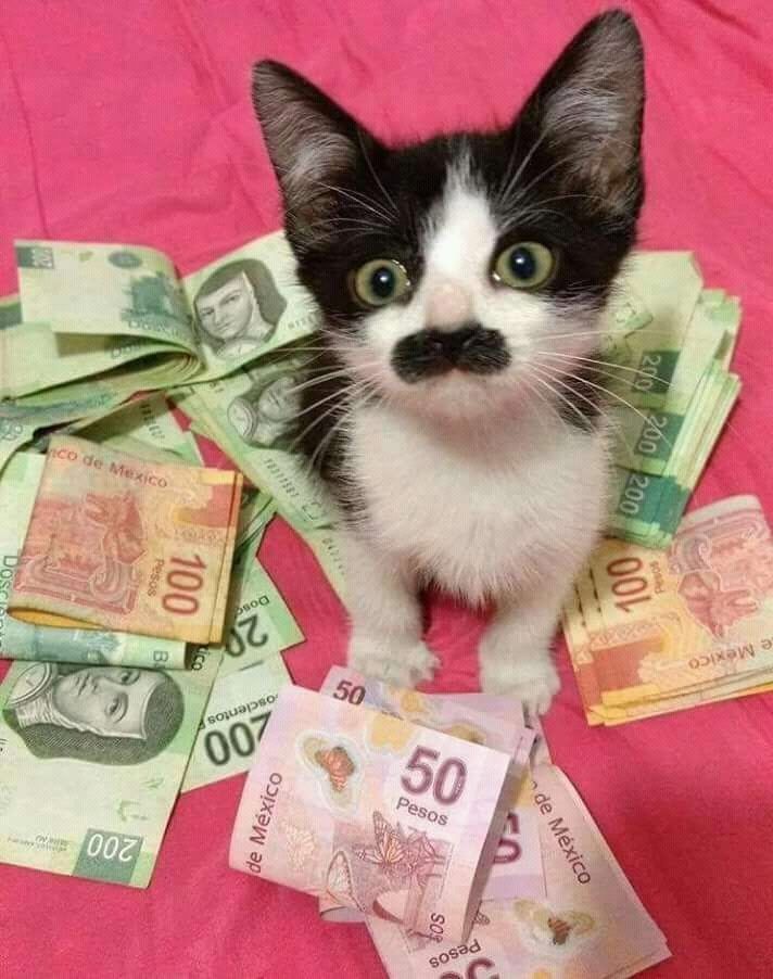 Gatinho preto e branco com o focinho branco e uma mancha preta que parece um bigodão sentado na cama com um monte de dinheiro colorido ao seu redor, acho que são pesos mexicanos