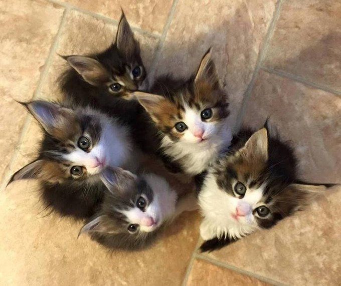 Foto de cima pra baixo de cinco filhotinhos de gato cinza rajado com branco sentadinhos juntinhos e olhando pra cima pra foto com as orelhas bem pontudinhas e peludas