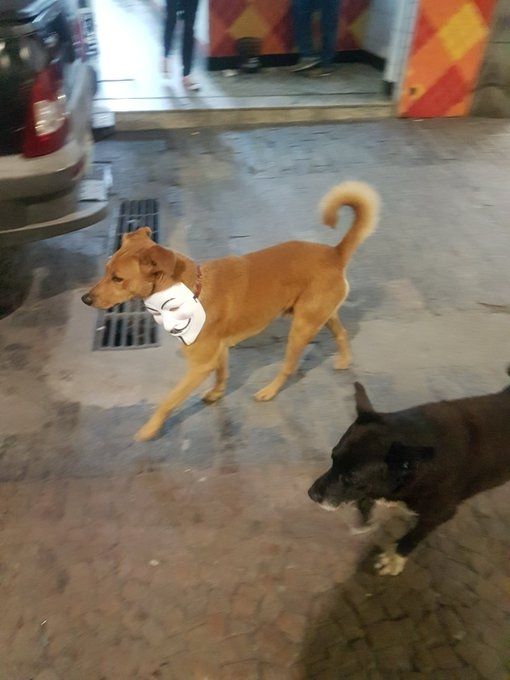 Cachorro viralata preto e cachorro viralata caramelo com uma máscara de Guy Fawkes do filme V de Vingança pendurada no pescoço
