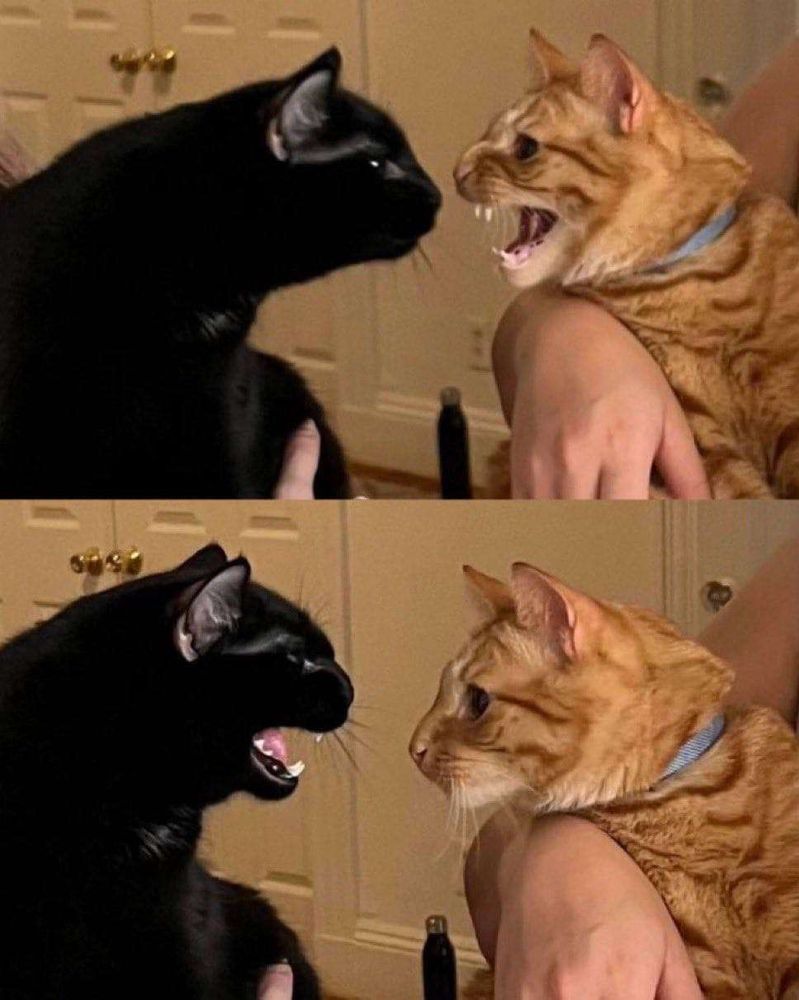 Imagem composta por 2 fotos. 1 Gato preto no colo de uma pessoa encaram um gato laranja no colo de outra pessoa. O gato laranja está rosnando pra ele. 2 A mesma cena, mas agora quem tá rosnando é o gato preto.