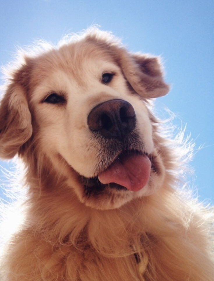 Foto de baixo pra cima do rostinho de um cachorro da raça golden retriever idosinho com a carinha grisalha olhando pra baixo pra foto com a língua pra fora e iluminado pelas costas pq tá com a cabeça na frente do sol e ao fundo o céu azulzinho