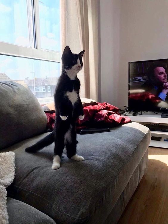 Gato preto e branco de pé de forma ereta em cima do sofá de lado pra foto olhando pra frente