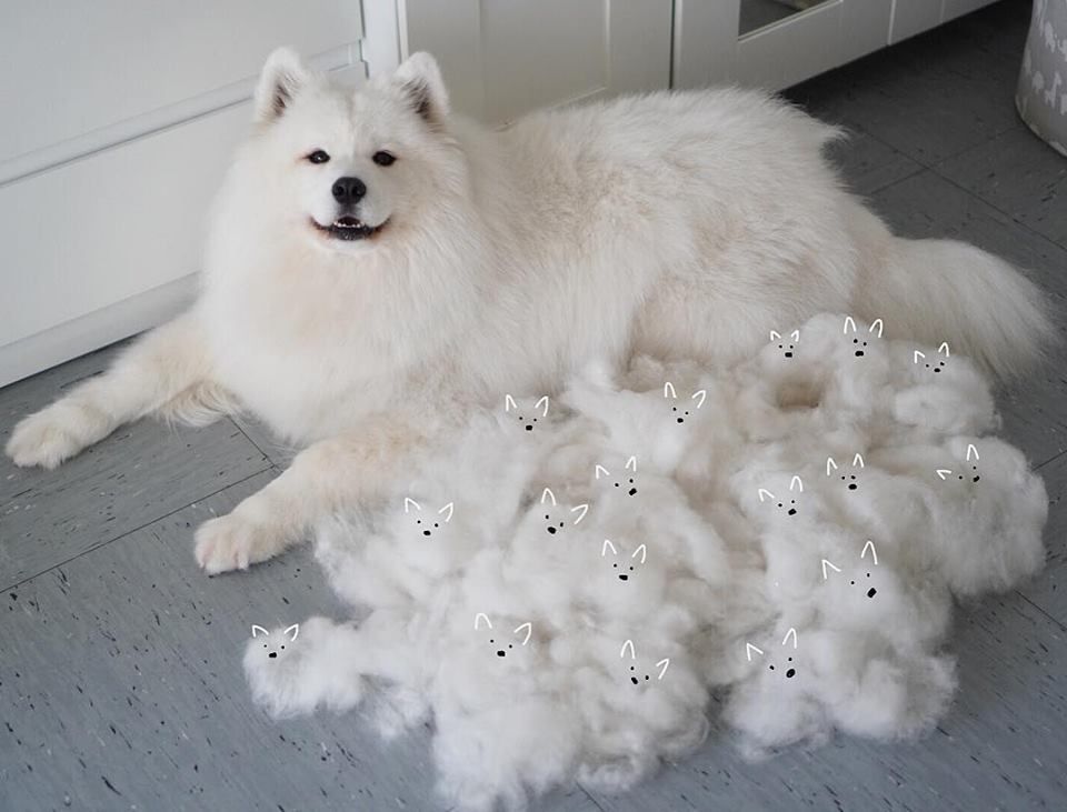 Cachorro da raça samoieda branco peludão deitado no chão todo alegre e ao lado del um monte de pelo que ele soltou após uma escovação e nas bolas de pelo desenharam carinhas e orelhinhas como se fossem os filhotinhos dele.