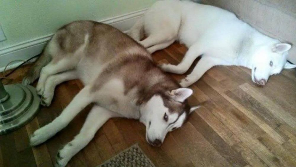 Cachorro da raça husky siberiano marrom e branc deitado de lado no piso de madeira da sala perto da madeira e atrás dele um outro cachorro igualzinho ele na mesma posição, mas todo branco.