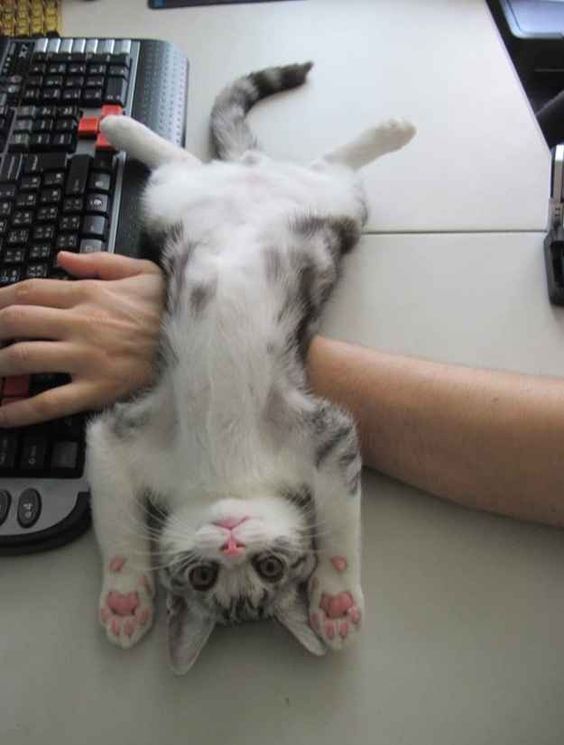 Gatinho cinza rajado e branco deitado com a barriguinha branca pra cima todo esticado sobre a mesa e sobre o braço de alguém apoiado na mesa usando o computador