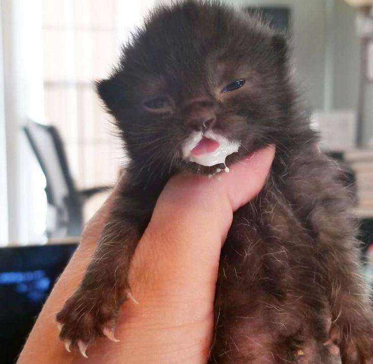 Mão de uma pessoa levantando um gatinho preto gordinho com carinha de sono e a boquinha suja de leite