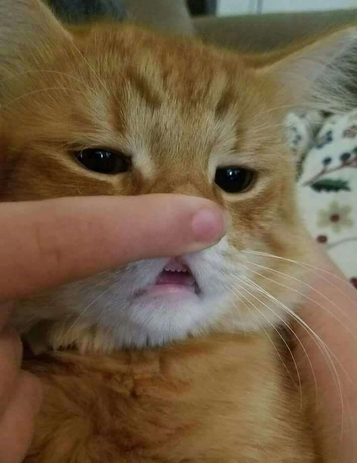dedo de uma pessoa levantando o focinho de um gato laranja lindinho deixando os dentinhos bem pequenininhos e alinhadinhos dele à mostra