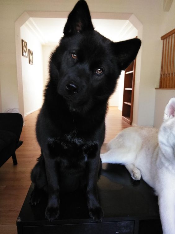 Cachorrão preto do pelo super brilhoso com cara de mal e as orelhas pontudas sentado de frente e olhando profundamente pra foto