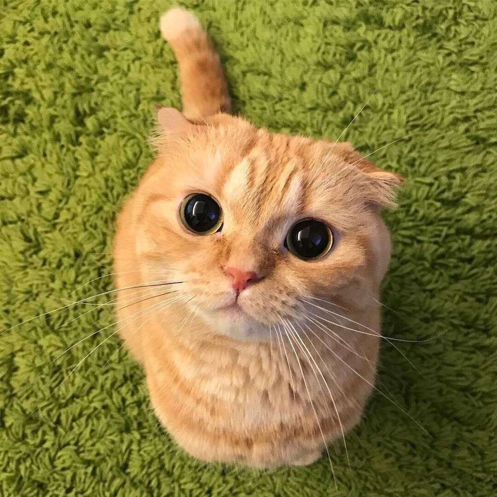 gatinho laranja sentadinho num carpete verde que parece grama e olhando pra cima com carinha de pidão com os olhos bem pretinhos e redondinhos brilhosos