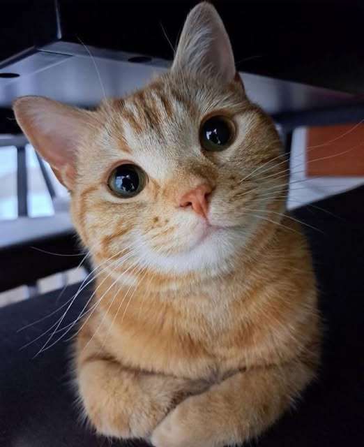 Um lindo gatinho laranja deitado de frente pra foto com as patinhas da frente cruzadas e olhando meio de lado pra cima