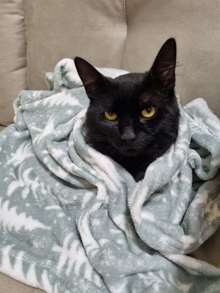 Um lindo gato preto de olhos amarelos deitado no sofá todo enroladinho num cobertor cinza apenas com a cabeça de fora olhando sério pra foto com carinha de galã.