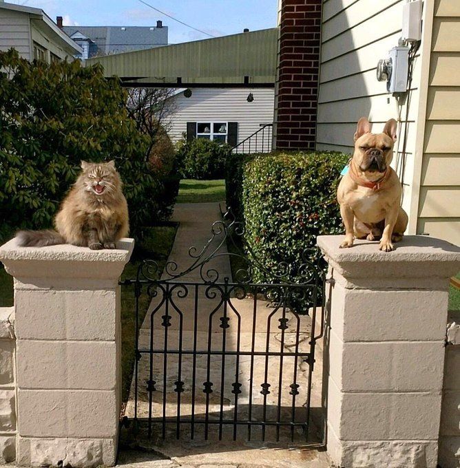 Portão de metal da entrada de uma casa e de cada lado do portão tem um pilar de concreto, sobre um pilar tem um cachorro da raça buldogue francês marrom sentado e olhando pra foto e no outro um gato cinza rajado peludão sentado e olhando pra foto com a boquinha aberta mostrando os dentes