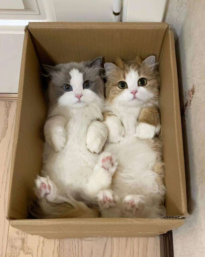 Foto de cima pra baixo de uma caixa de papelão aberta com dois gatos peludinhos, um branco e cinz a e um branco e laranja, deitadinhos lado a lado com as patinhas da frente sobre o peito e olhando pra foto com olhinhos redondinhos