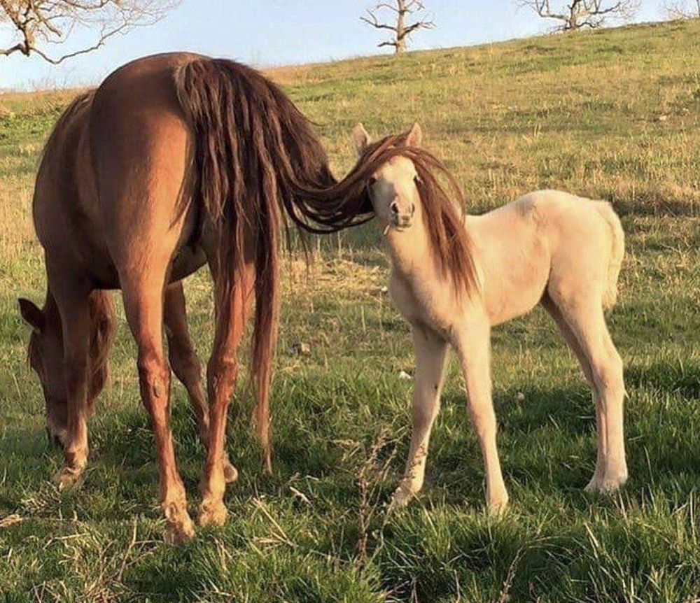 Cavalo marrom pastando de costas pra foto e atrás dele olhando pra foto e com os pelos da calda sobre a cabeça um cavalinho filhote bege parado parecendo ter um cabelão