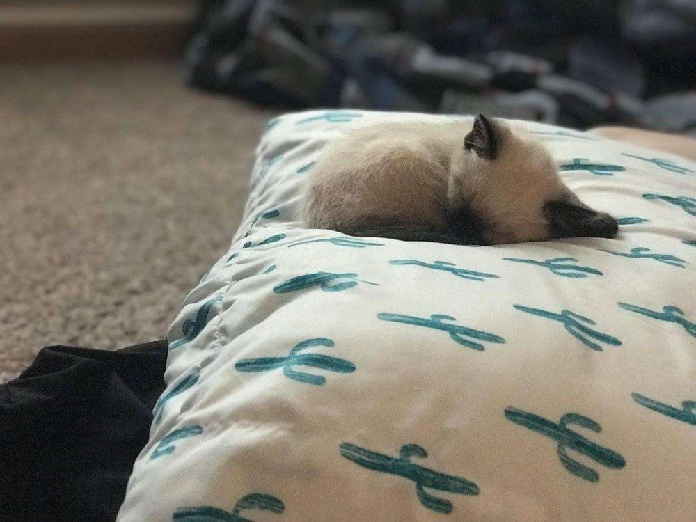 Filhote de gato bem pequenininho cinza claro com as orelhas, focinho e rabinho cinza escuro dormindo gostoso todo encolhidinho pequenininho sobre um travesseiro com capa branca e estampas de cactos pequenos