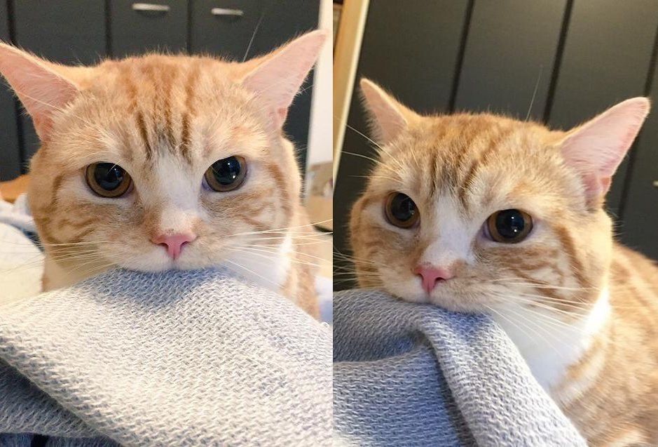 Imagem composta por duas fotos de um gatinho laranja mordendo a beirada do cobertor, na primeira ele tá olhando pra foto e na segunda ele tá olhando de lado.