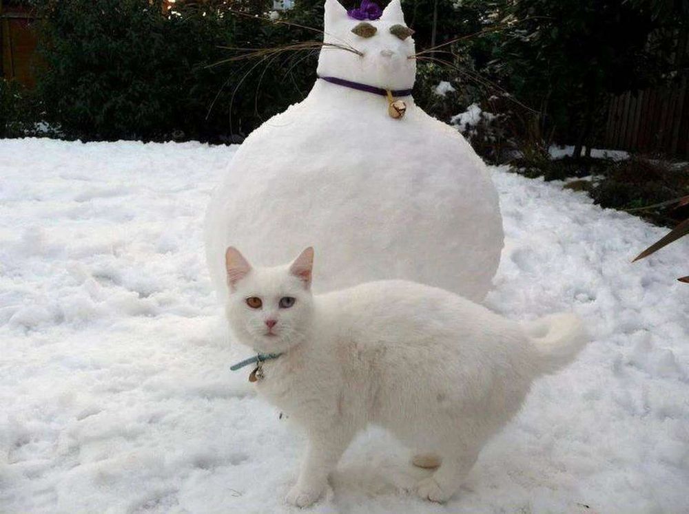 Gato branco com um olho azul e outro verde usando uma coleira azul com guizo parado de lado na neve olhando pra foto com cara de indignado e atrás dele um boneco de neve gordo com cara de gato igual a ele