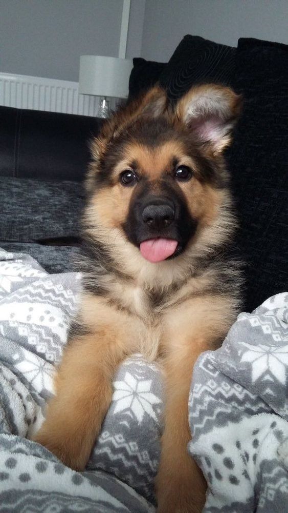 Filhotão de cachorro da raça pastor alemão deitado de frente pra foto na cama com as orelhonas pra cima tombadas de lado e olhando pra foto com a pontinha da língua de fora