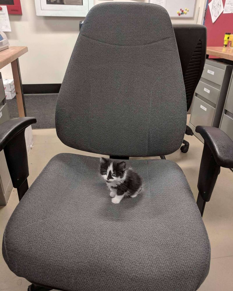 Gatinho preto e branco filhote bem peqeunininho sentadinho no meio de uma cadeira de escritório