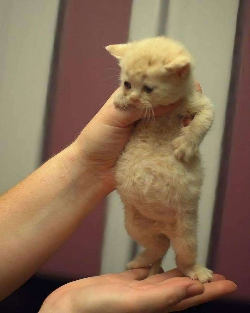 Mãos de uma pessoa segurando de pezinho um gatinho laranja filhote com o bucho bem redondinho e saliente