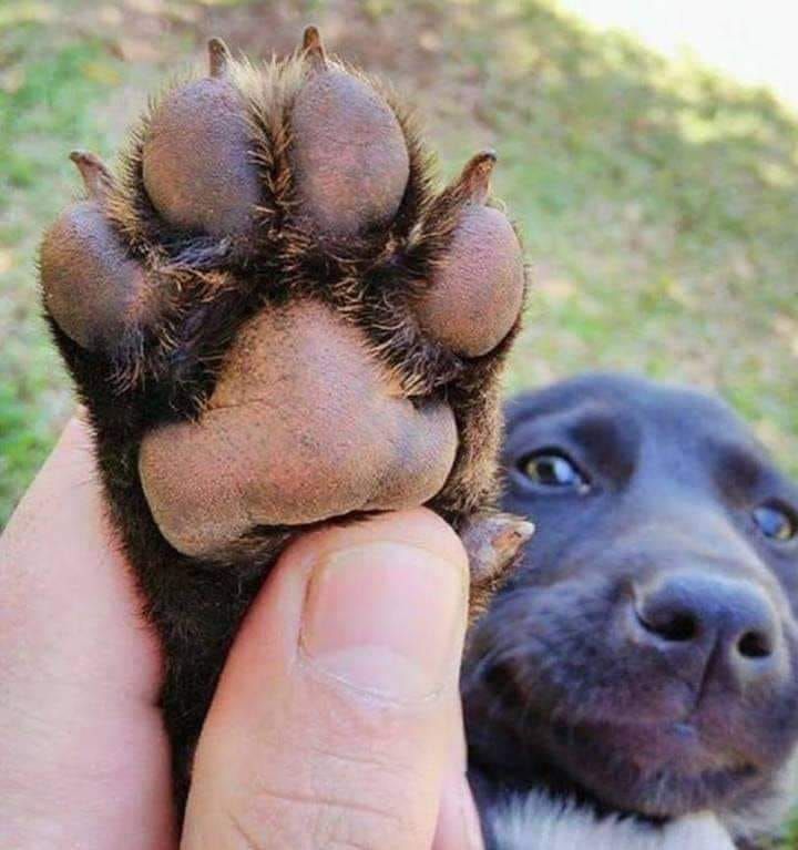 Mão de uma pessoa segurando pra cima a patinha suja de um cachorro preto e ao fundo da pra ver o rostinho lindinho do cachorro olhando pra foto