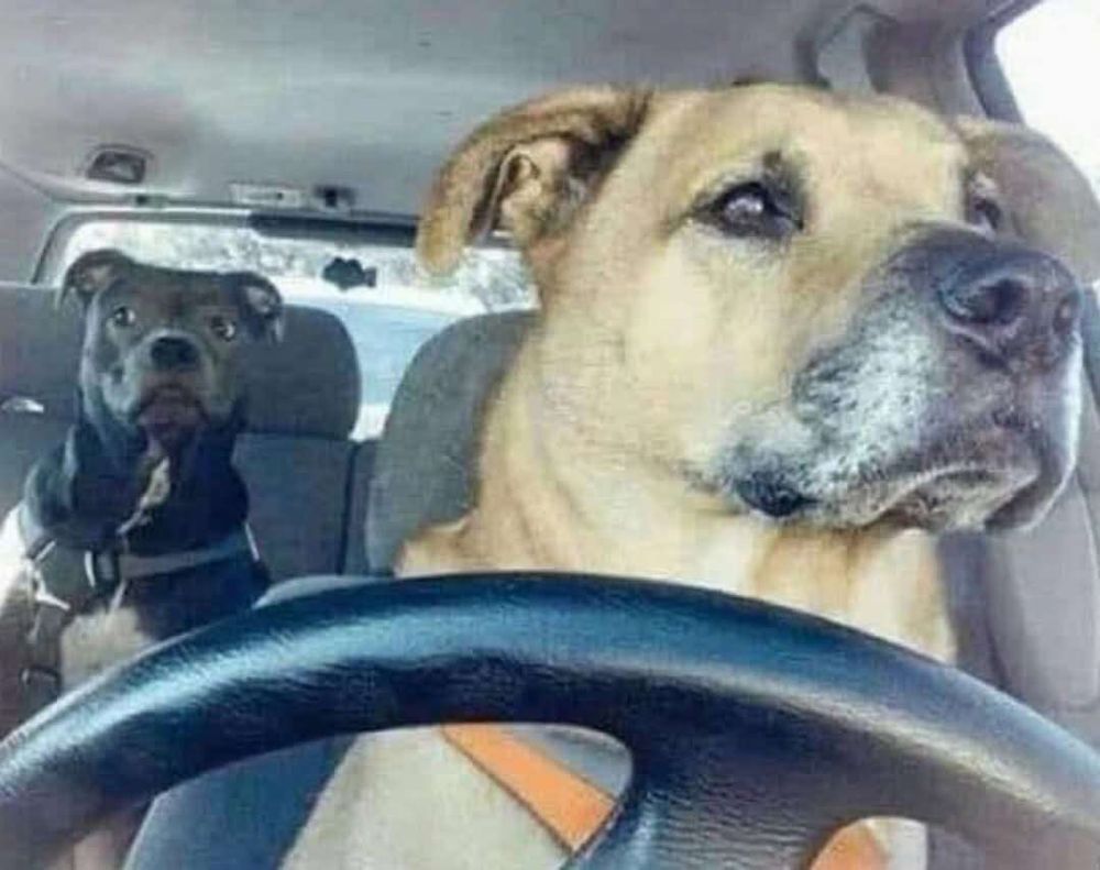 Foto de um cachorro caramelo de porte grande sentado no banco do motorista de um carro olhando de lado parecendo estar dirigindo e um cachorro preto sentado no banco de trás olhando com cara de desonfiado
