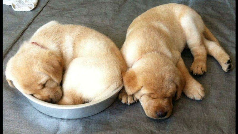Dois filhotinhos de cachorro da raça labrador amarelo dormind gostoso, um dnetro do potinho de ração e outro ao lado no chão